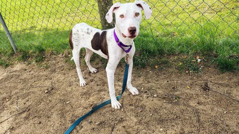 A young medium-sized female White / Cream Hound dog named Viola for adoption in Kalamazoo, MI