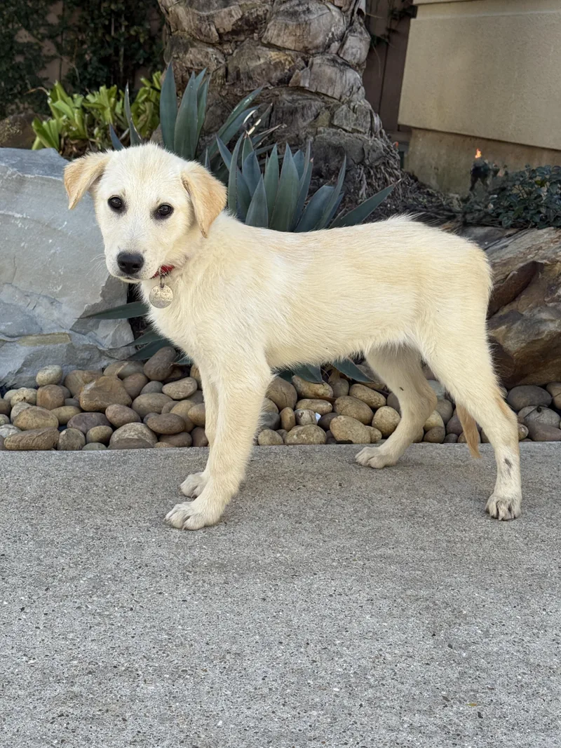 Taco Tena thumbnail 4