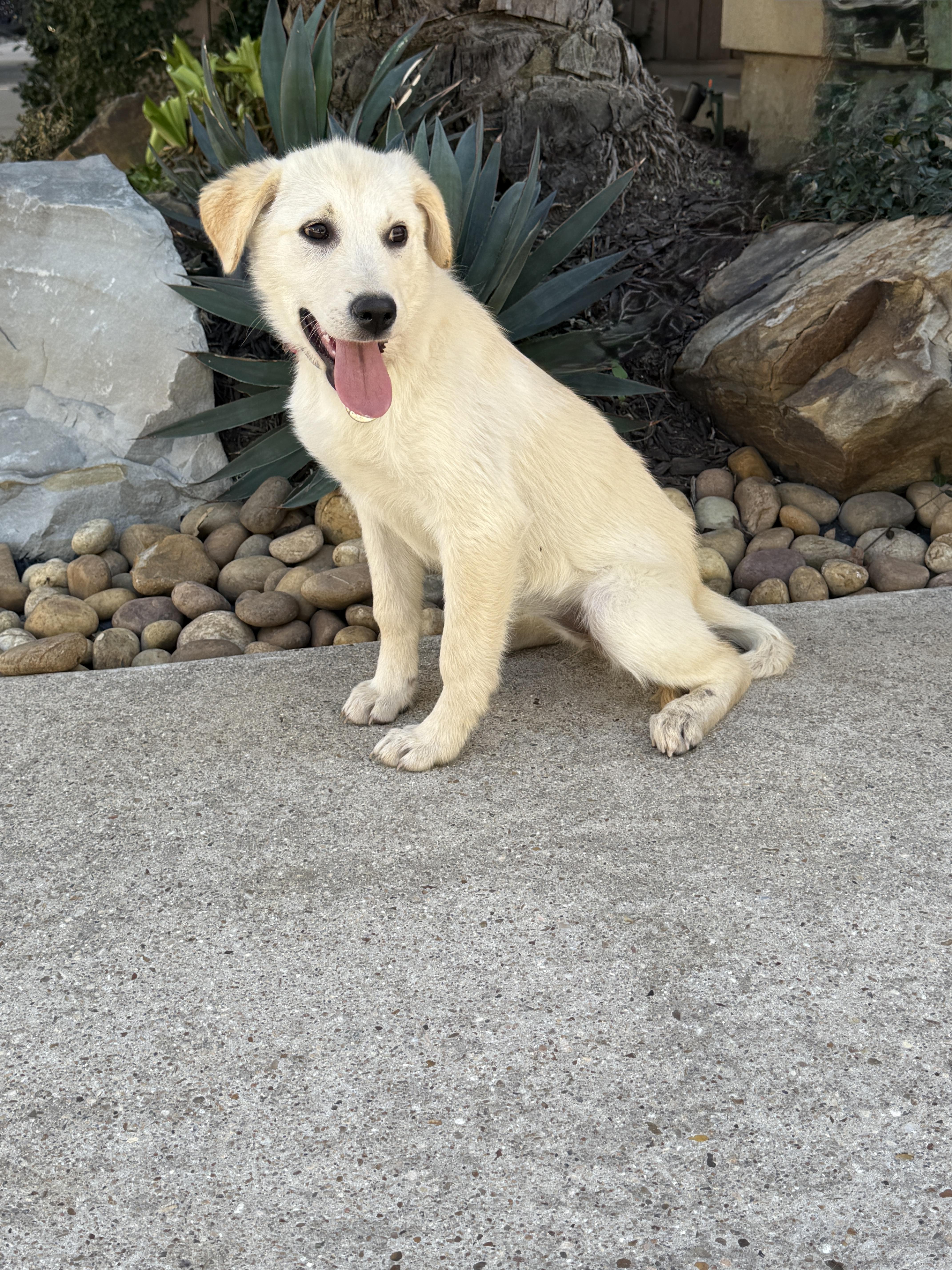 Taco Tena thumbnail 5