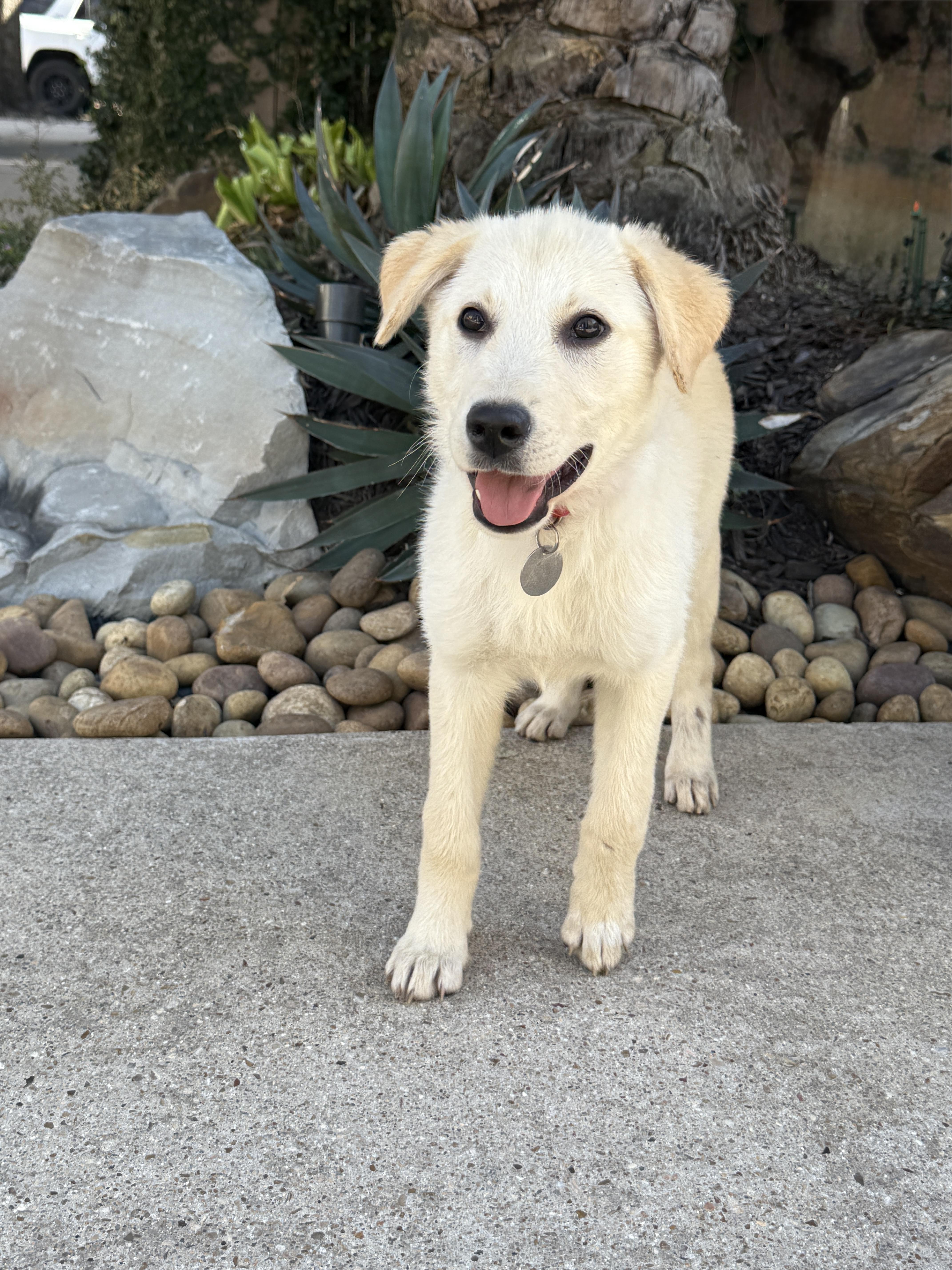 Taco Tena thumbnail 6