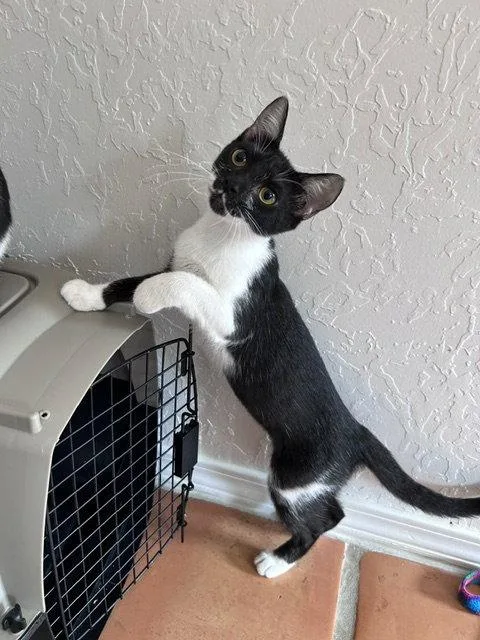 A young medium-sized female Black & White / Tuxedo Domestic Short Hair cat named Eleven for adoption in Dripping Springs, TX