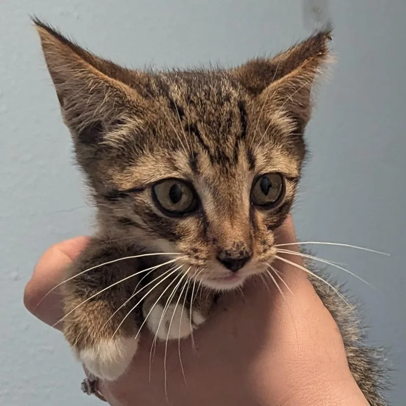 A baby small-sized male Brown / Chocolate Domestic Short Hair cat named Tabby Maquire for adoption in Brighton, MO