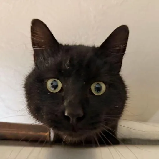 An adult medium-sized male Black Domestic Short Hair cat named Motor Mouth for adoption in Driggs, ID