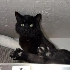 Motor Mouth thumbnail 2