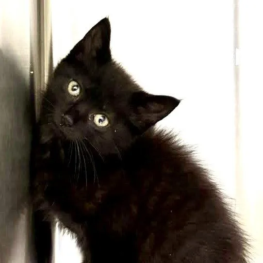 A baby medium-sized male Black Domestic Short Hair cat named Pepper for adoption in Hilton Head Island, SC
