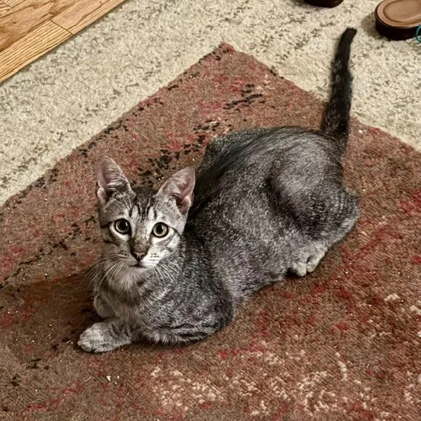 A young small-sized male Gray / Blue / Silver Domestic Short Hair cat named Ranger for adoption in Prosper, TX