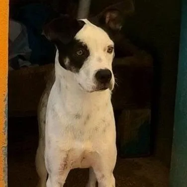 A young small-sized male White / Cream Mixed Breed dog named Ralph for adoption in Englewood, FL