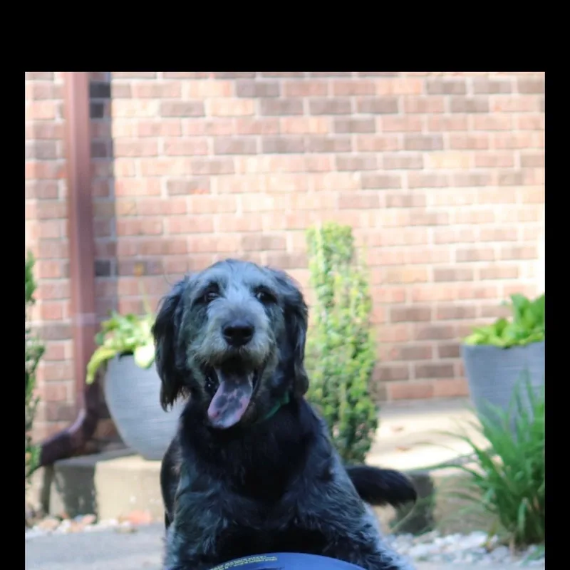 A young large-sized male Gray / Blue / Silver Schnoodle dog named Titan for adoption in Brentwood, TN