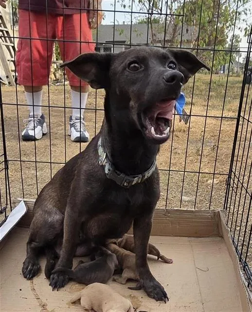 A young medium-sized female Chihuahua dog named Gorgina for adoption in San Antonio, TX