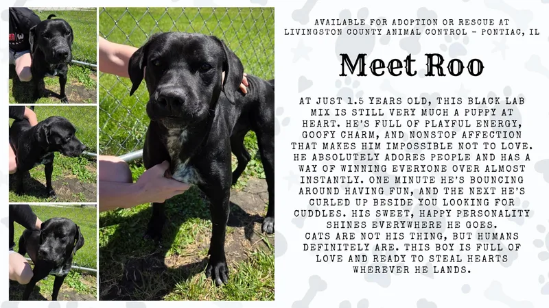 An adult medium-sized male Black Labrador Retriever dog named Roo for adoption in Pontiac, IL