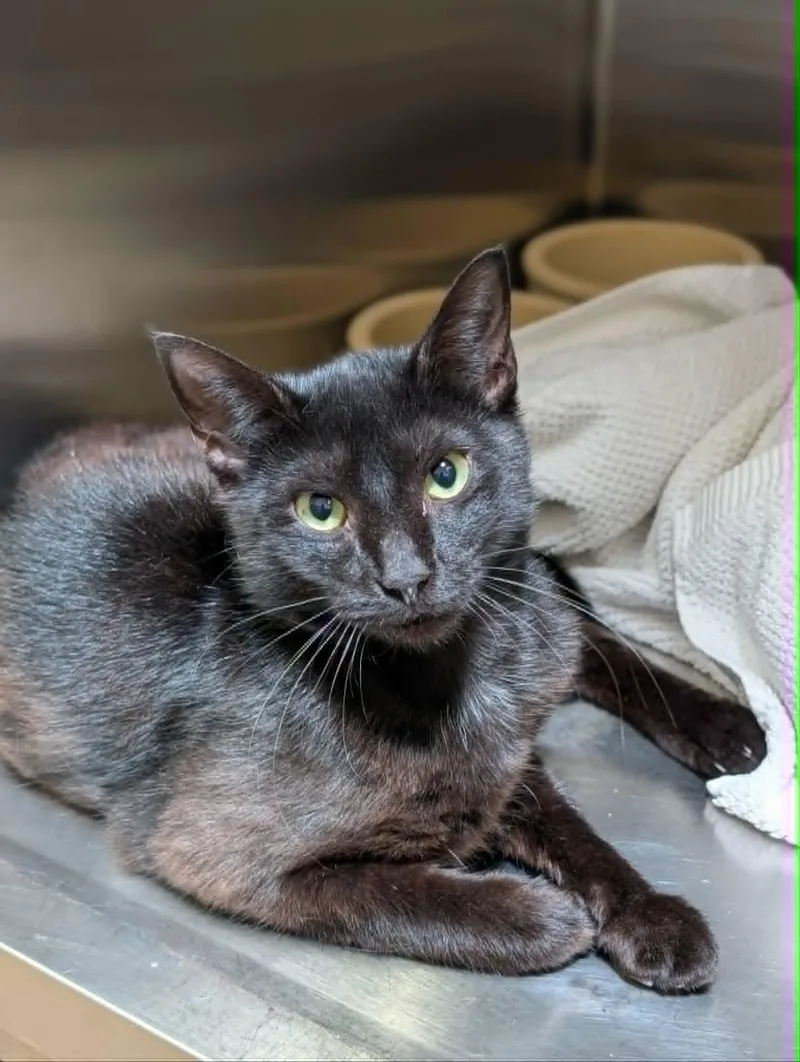 An adult medium-sized male Black Domestic Short Hair cat named Sunspot for adoption in Chambersburg, PA