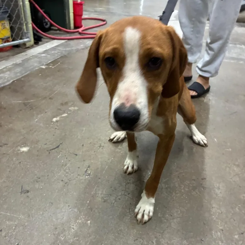 A young small-sized male Brown / Chocolate Mixed Breed dog named Fidget for adoption in Corbin, KY
