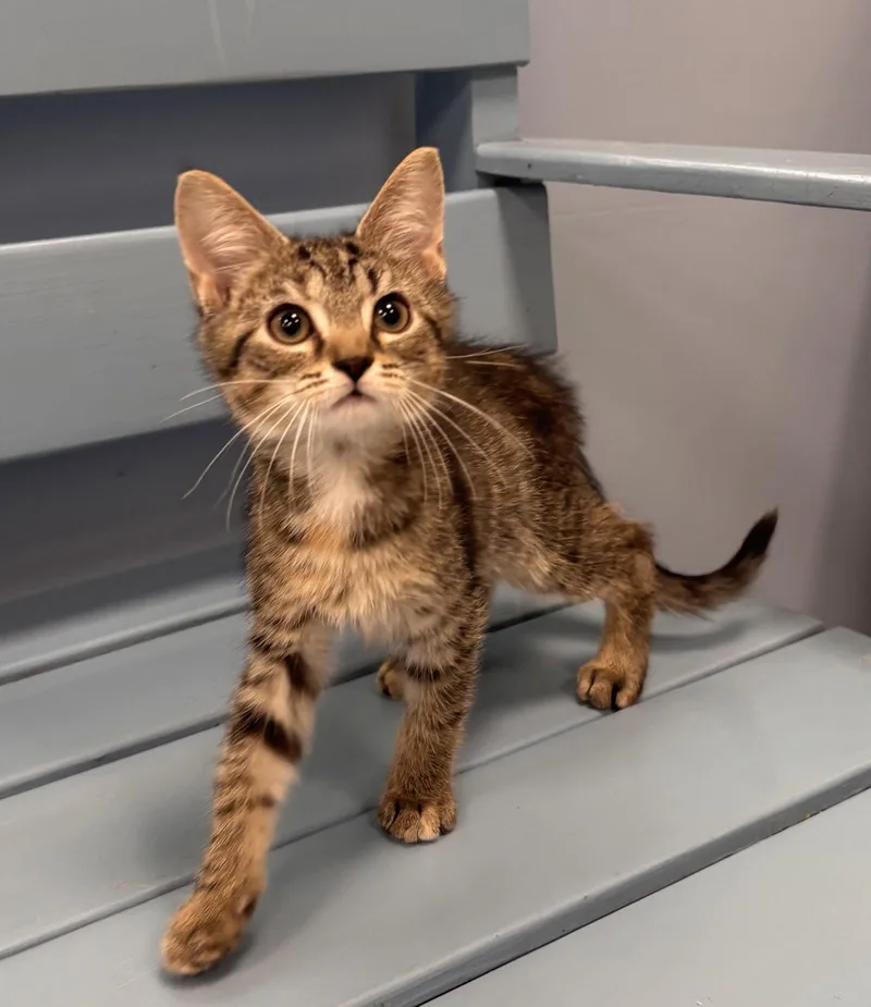 A baby medium-sized female Tabby cat named Naan for adoption in Georgetown, KY