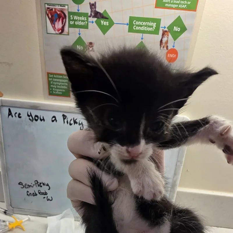 A baby small-sized male Black Domestic Short Hair cat named Dock for adoption in Jacksonville, FL