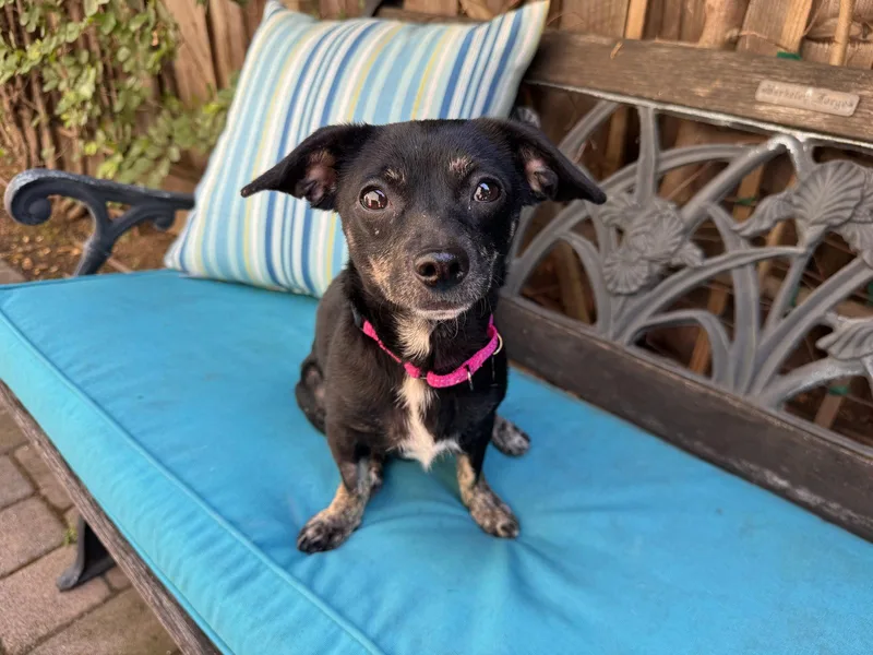 An adult small-sized female Chihuahua dog named Maisy for adoption in Santa Clara, CA