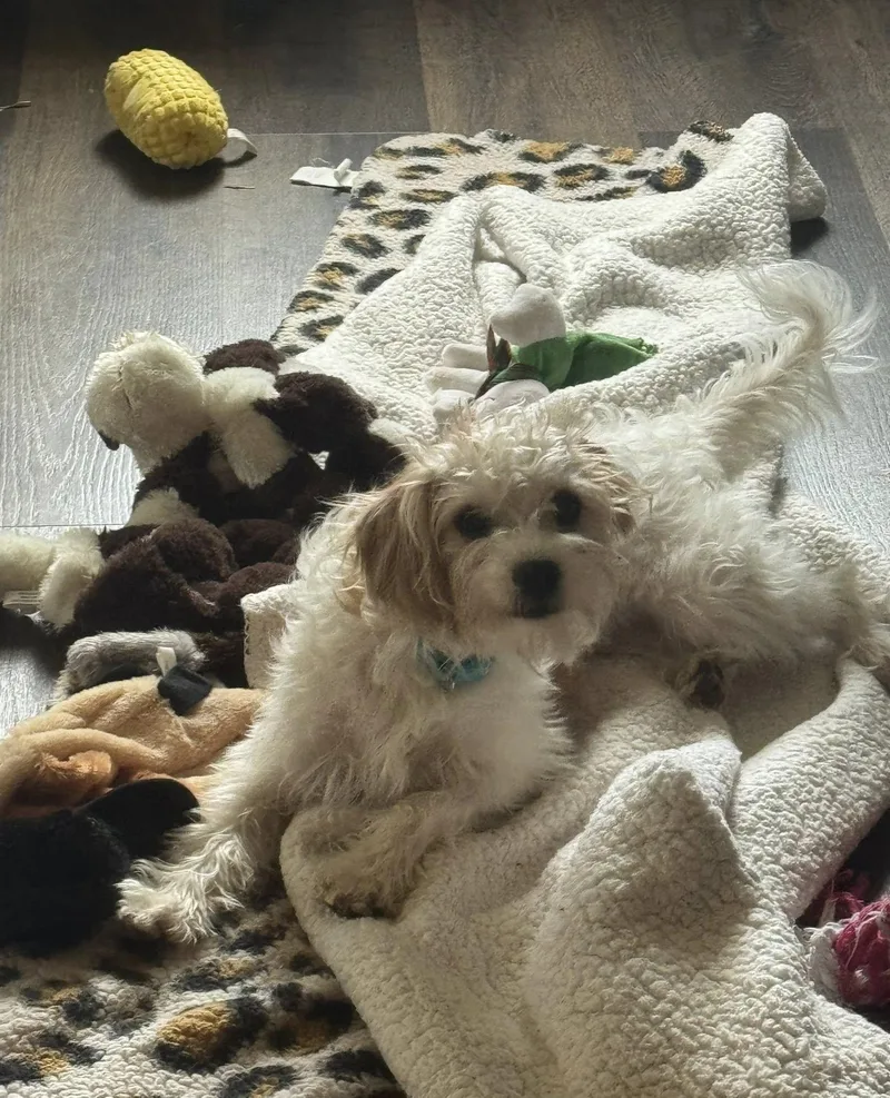 Tatum thumbnail 5