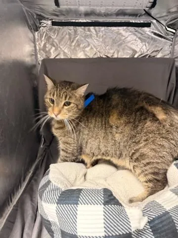 A senior large-sized male Domestic Short Hair cat named Pitter for adoption in Appling, GA