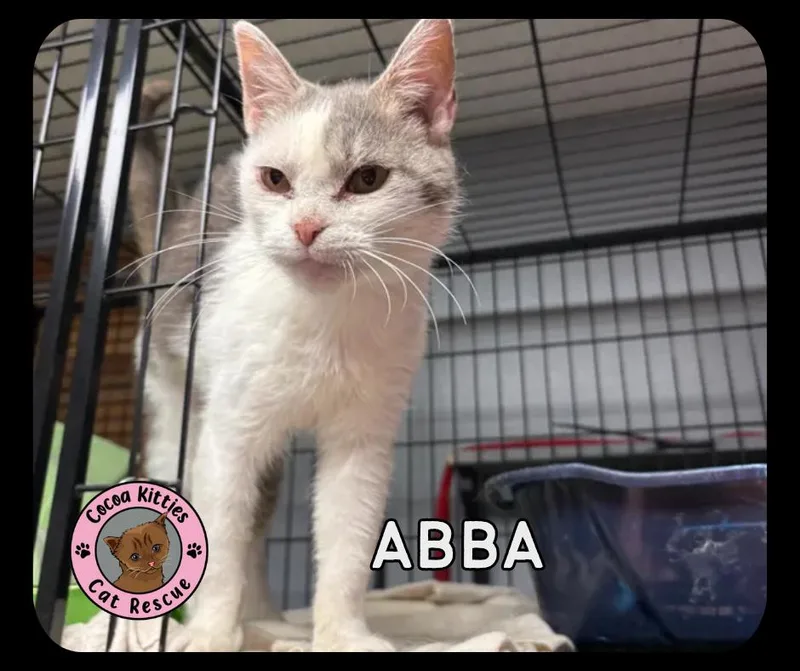 An adult medium-sized female Domestic Short Hair cat named Abba for adoption in Hershey, PA