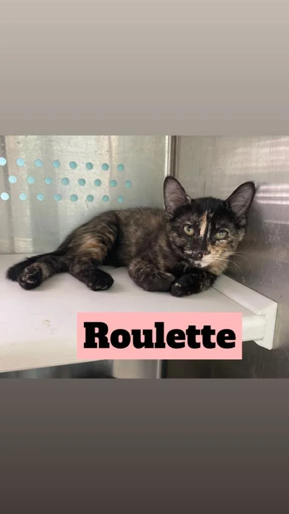 Roulette