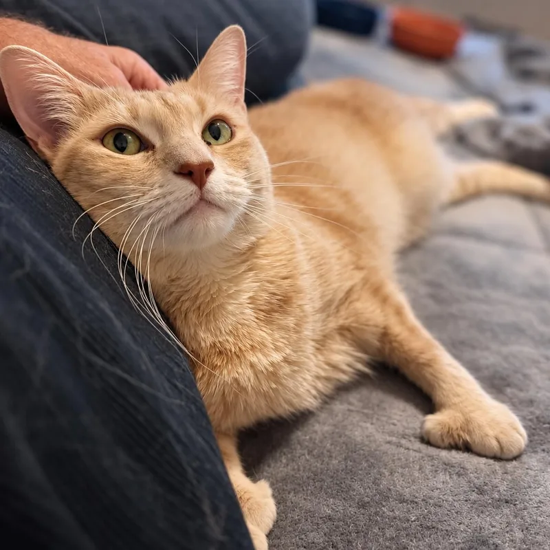 An adult medium-sized female Buff / Tan / Fawn Domestic Short Hair cat named Lady Marmalade for adoption in Chandler, AZ