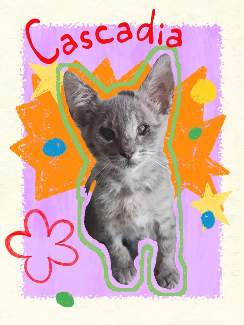 A baby medium-sized female Tabby (Gray / Blue / Silver) Domestic Short Hair cat named Cascadia for adoption in Pasco, WA