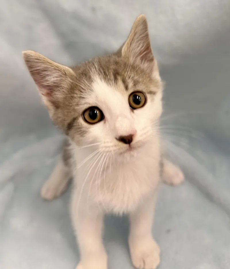 A baby medium-sized male Gray & White Domestic Short Hair cat named Mikey for adoption in Greensboro, NC