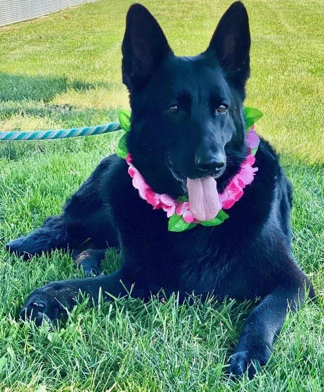 An adult large-sized female Black German Shepherd Dog dog named Dana for adoption in Colusa, CA