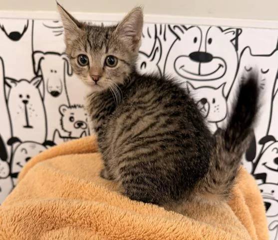 A baby small-sized female Domestic Short Hair cat named Tabitha for adoption in San Pedro, CA