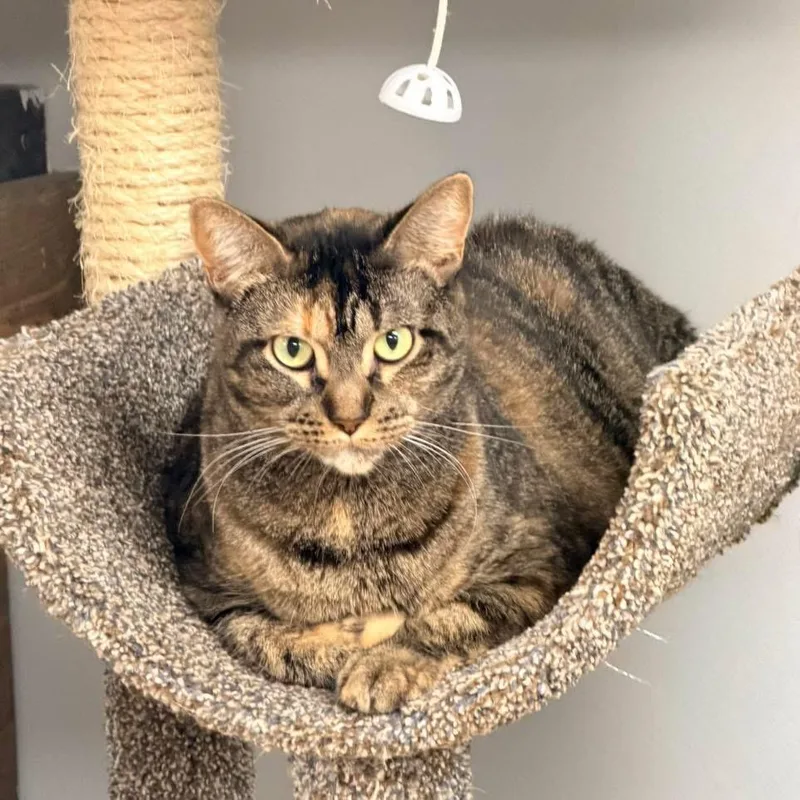 An adult large-sized female Tabby (Buff / Tan / Fawn) Domestic Short Hair cat named Chewylouise for adoption in Momence, IL