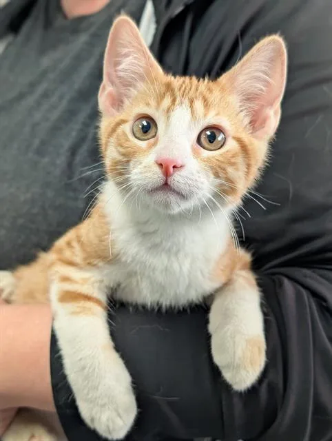 A baby small-sized male Domestic Short Hair cat named Rio for adoption in Canfield, OH