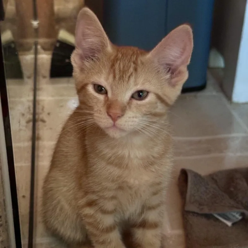 A baby small-sized female Orange / Red Domestic Short Hair cat named Sunshine for adoption in Saratoga Springs, NY