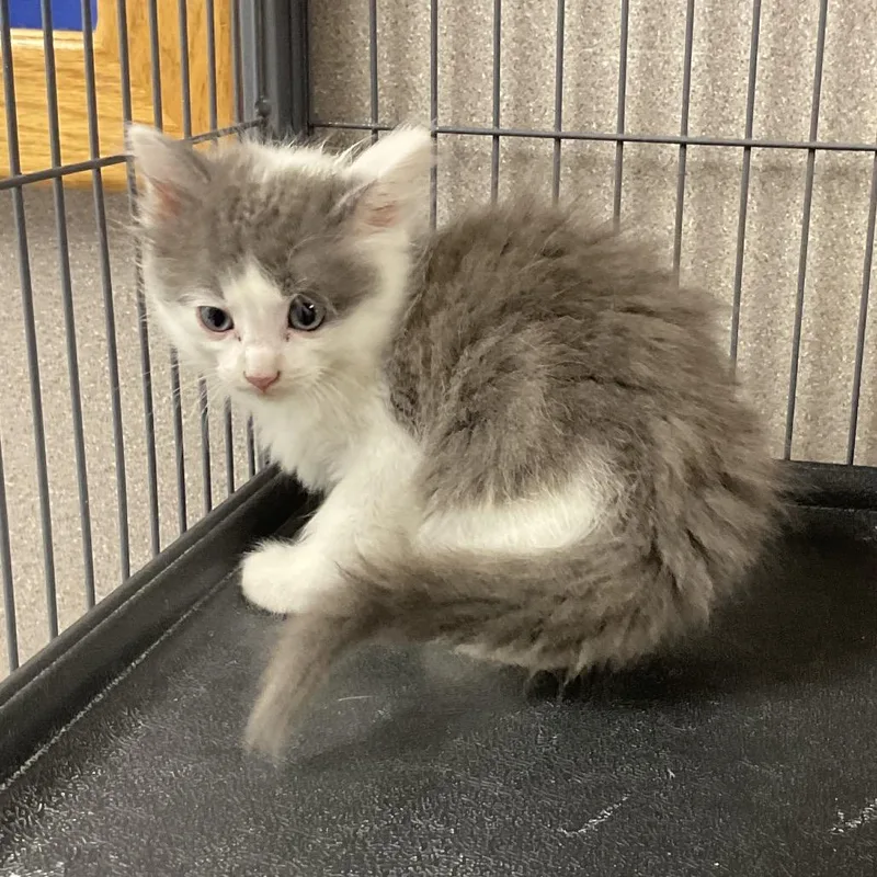 A baby small-sized female Gray / Blue / Silver Domestic Short Hair cat named Primrose for adoption in St Joseph, MO