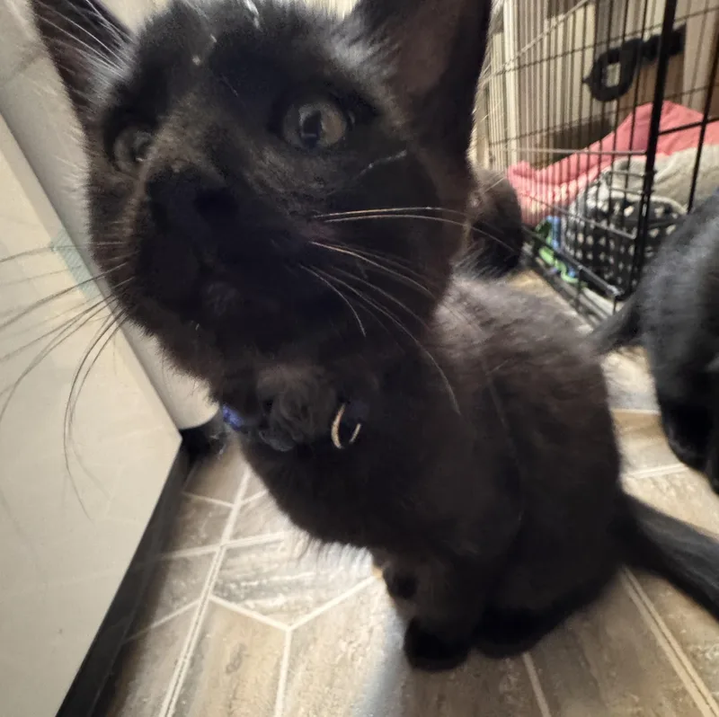 Posh Spice thumbnail 3