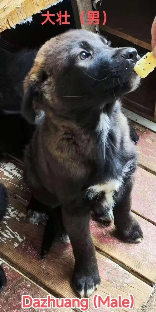 A baby medium-sized male Tricolor (Brown, Black, & White) Labrador Retriever dog named AnzaDazhuang for adoption in Bonita, CA