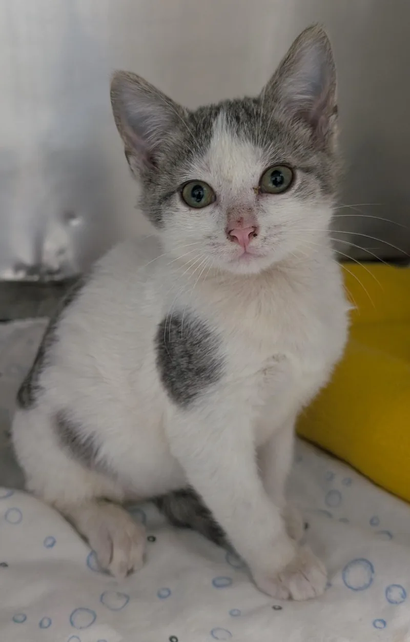 A young small-sized female Domestic Short Hair cat named Betsy for adoption in New Ulm, MN
