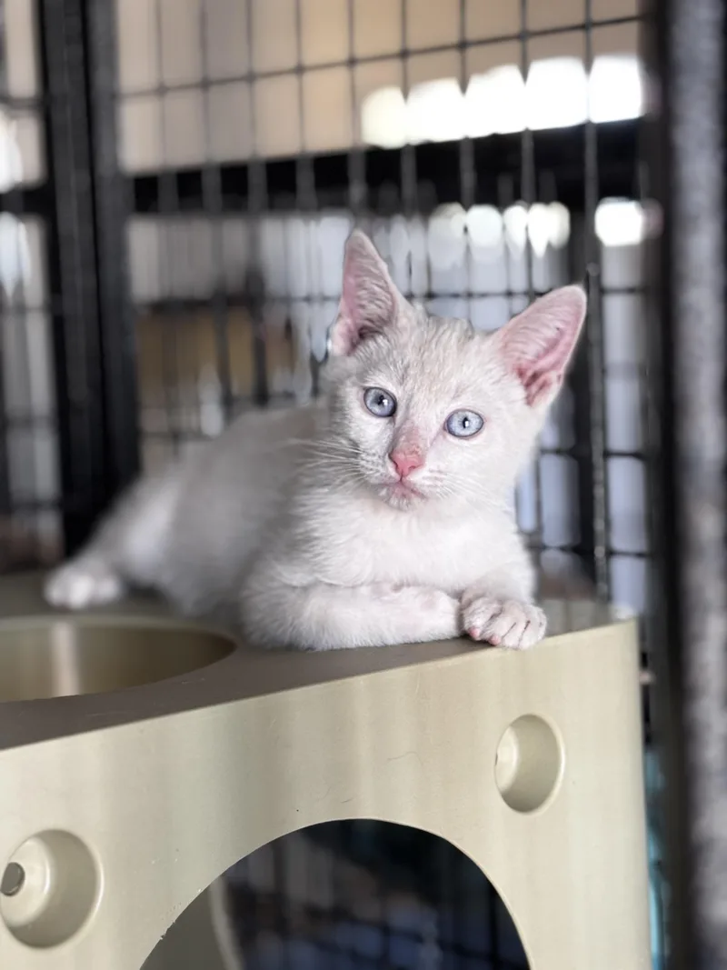 A baby medium-sized male White Siamese cat named Marshmallow for adoption in Helendale, CA