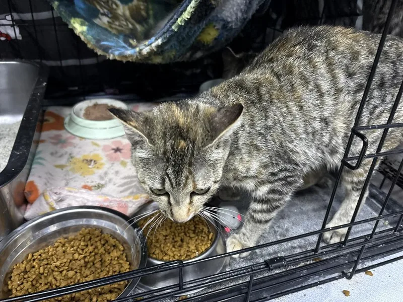 A baby medium-sized female Domestic Short Hair cat named Chilli for adoption in St. Cloud, MN