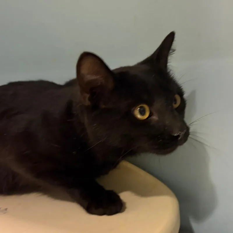 A young small-sized male Black Domestic Short Hair cat named Cookies N Cream for adoption in Chattanooga, TN