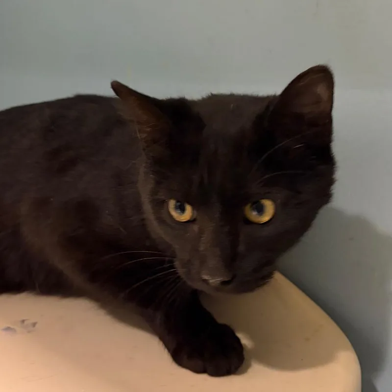 Cookies N Cream thumbnail 2