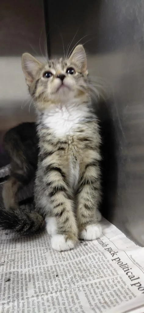 A baby small-sized female Domestic Short Hair cat named Martina for adoption in Henderson, NC