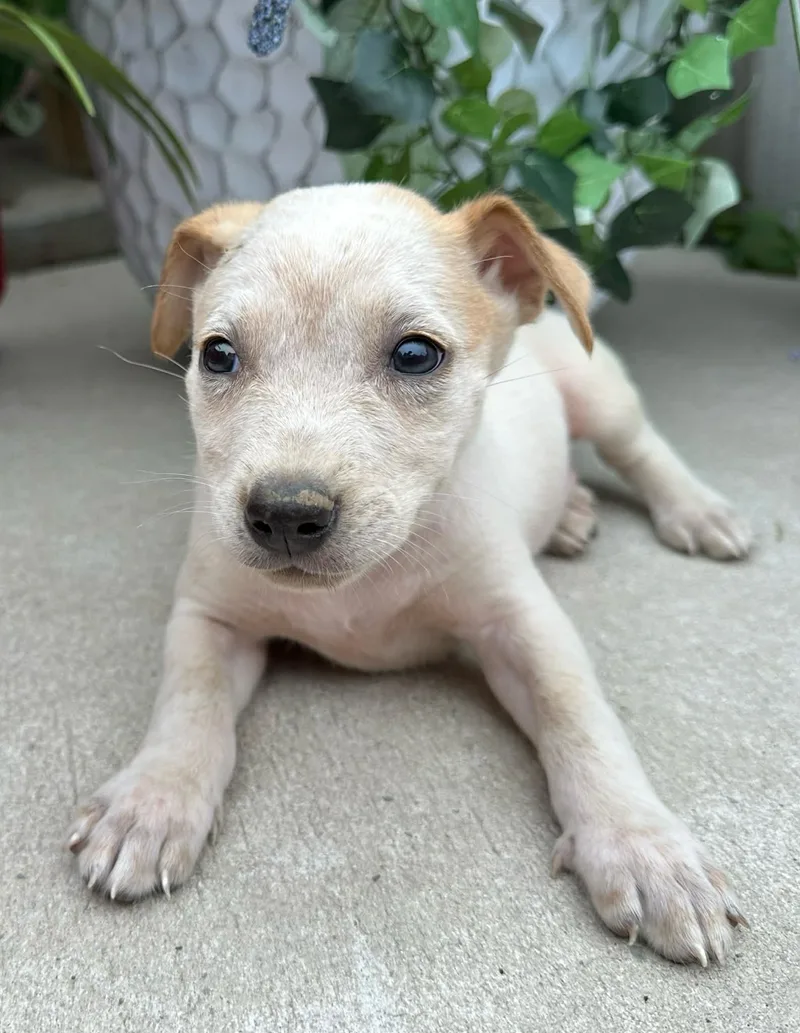 A baby medium-sized female White / Cream Husky dog named Taffy Mini for adoption in Andover, MA