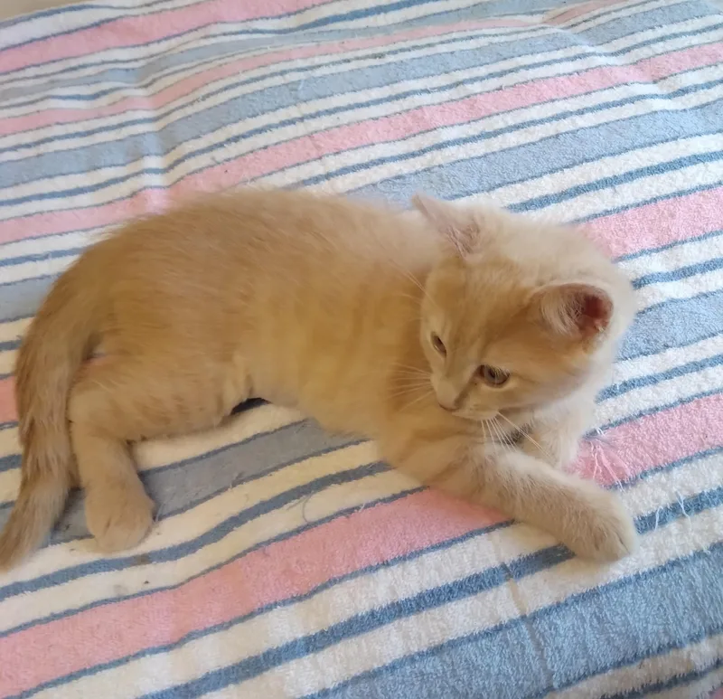 Nadia
