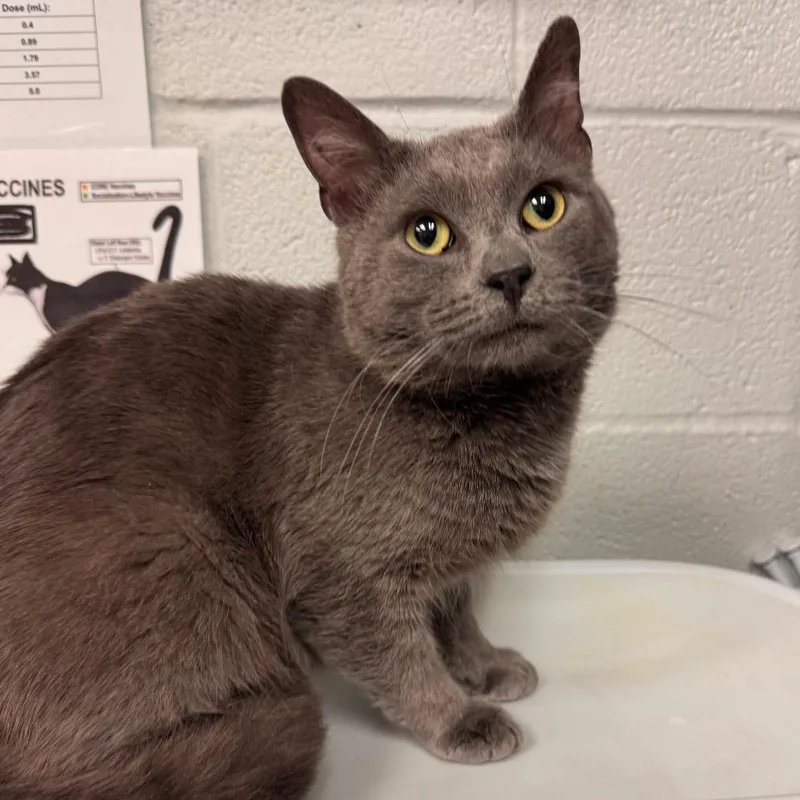 An adult medium-sized male Gray / Blue / Silver Domestic Short Hair cat named Mico for adoption in Birdsboro, PA