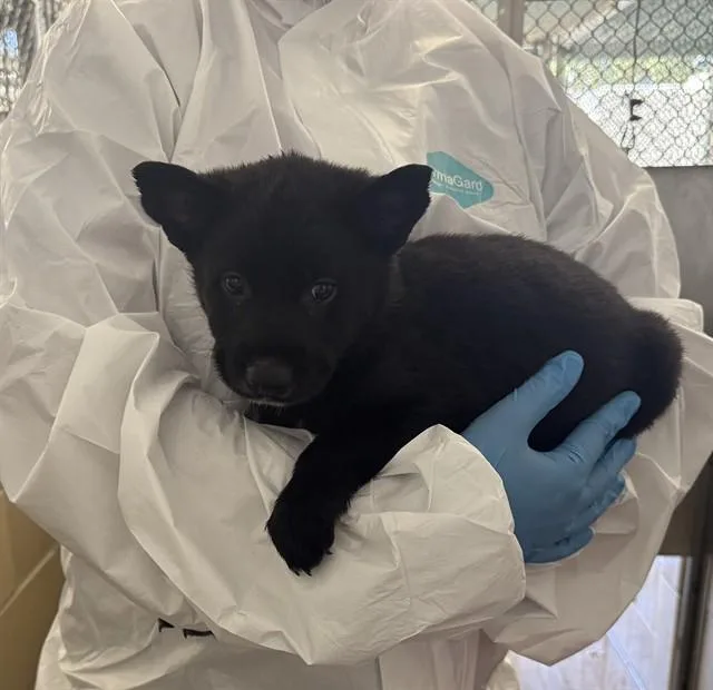 A baby small-sized male German Shepherd Dog dog named Ghost for adoption in Agoura, CA