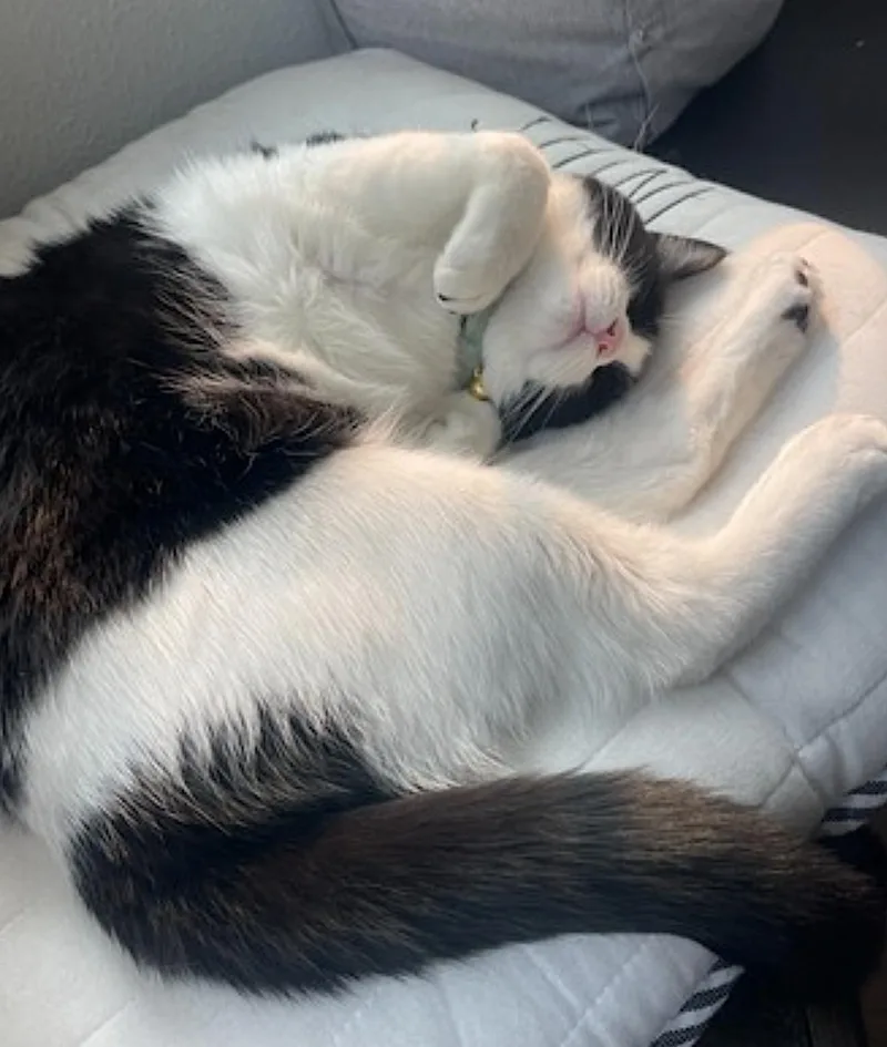 A young medium-sized male Black & White / Tuxedo Domestic Short Hair cat named Jasper for adoption in Amherst, MA