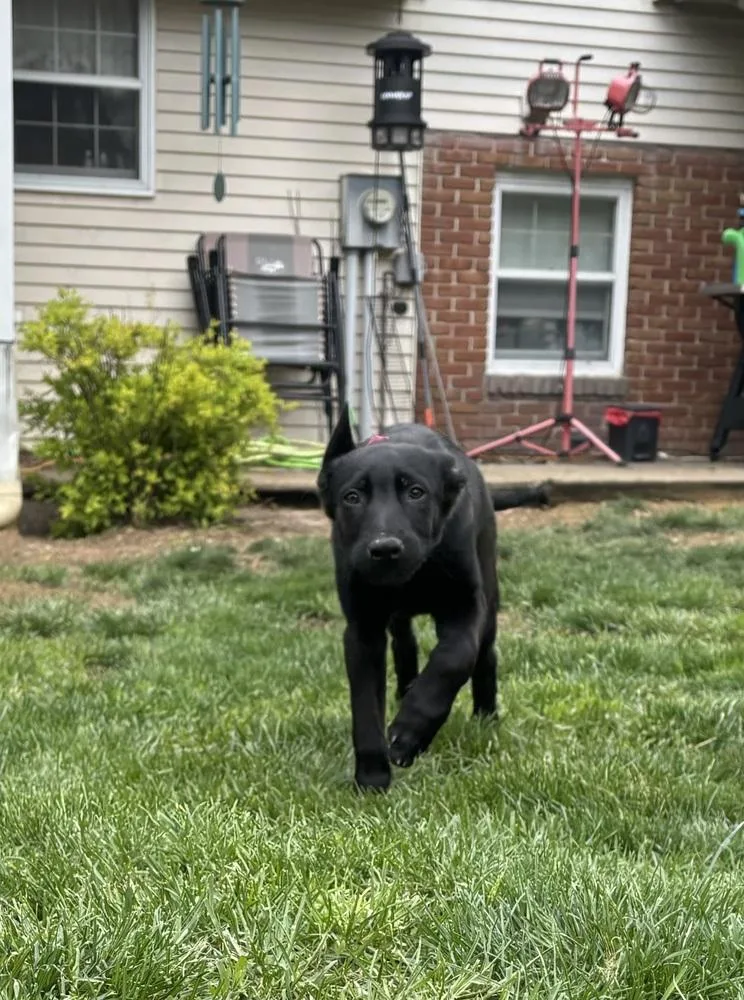 A baby small-sized female Belgian Shepherd / Malinois dog named Moon Litter  Vesper for adoption in Imlay City, MI