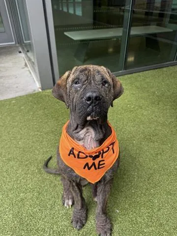 An adult large-sized male Neapolitan Mastiff dog named Fernando for adoption in San Martin, CA