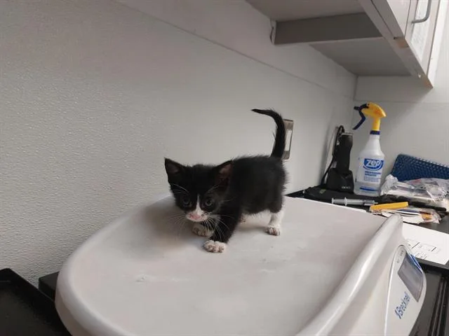 A baby small-sized male Domestic Short Hair cat named Meadowlark for adoption in Antioch, CA