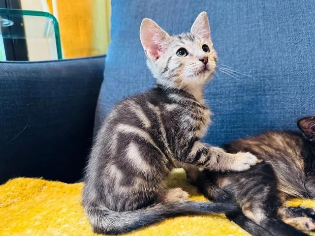 A baby small-sized male Domestic Short Hair cat named Bo for adoption in Louisville, KY