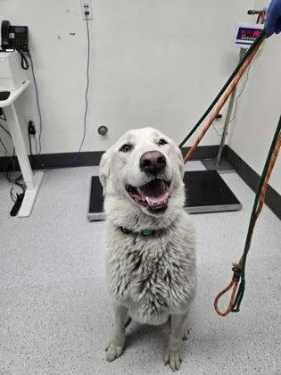 A young extra large-sized female Great Pyrenees dog named Miamore for adoption in Oakland, CA